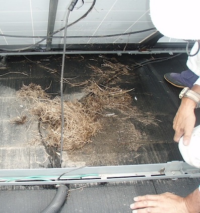 太陽光パネル　鳥の巣　調査　対策工事　豊橋市