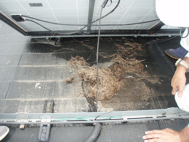 パネル下　鳥の巣