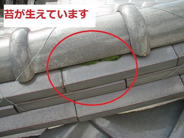 ハイシルバー　苔