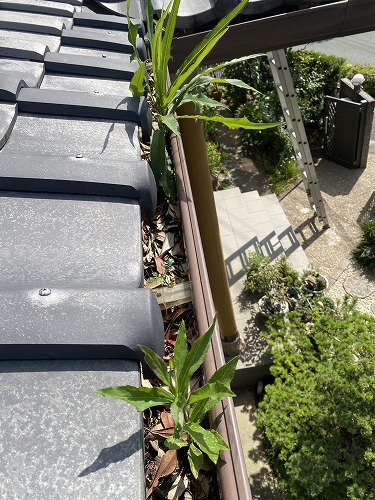 豊橋市　雨樋　落ち葉　雑木林　清掃　雑草