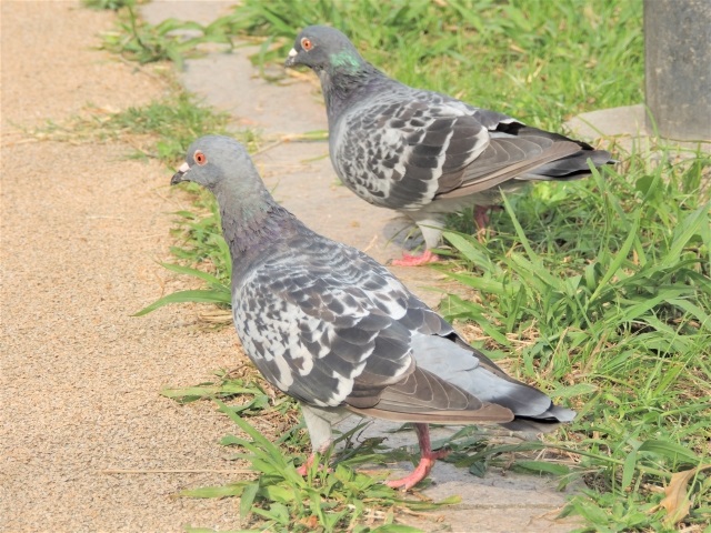 害鳥 ハト