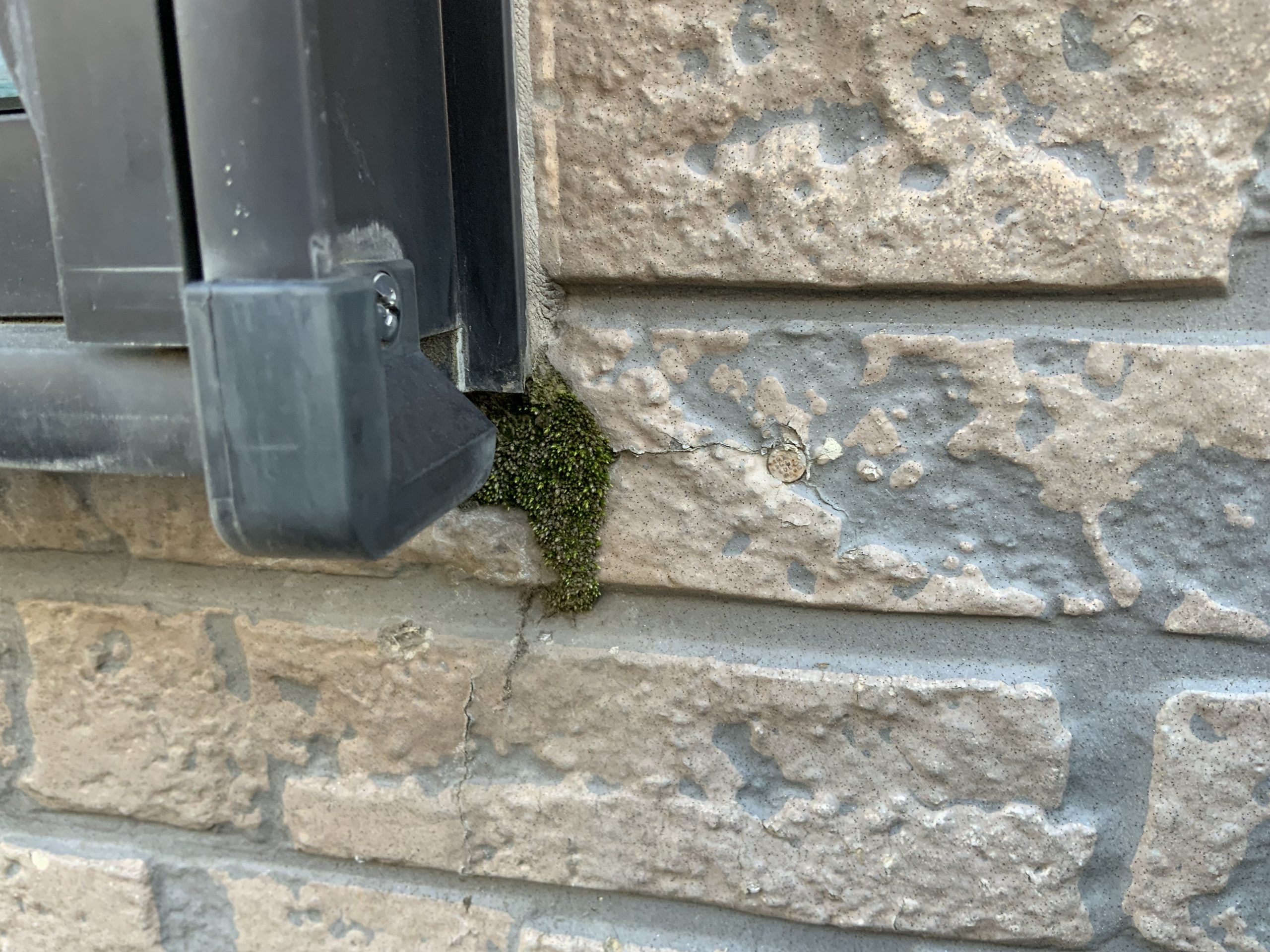 サッシ周りに苔が生えた外壁