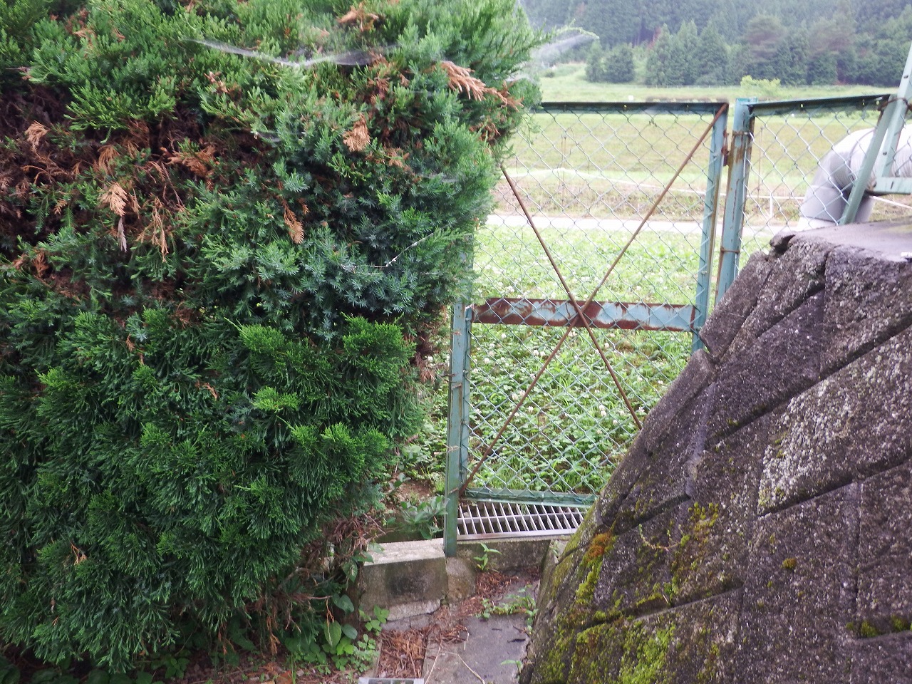 奈良市都祁のお宅で外構工事のための現場調査、庭の立ち木