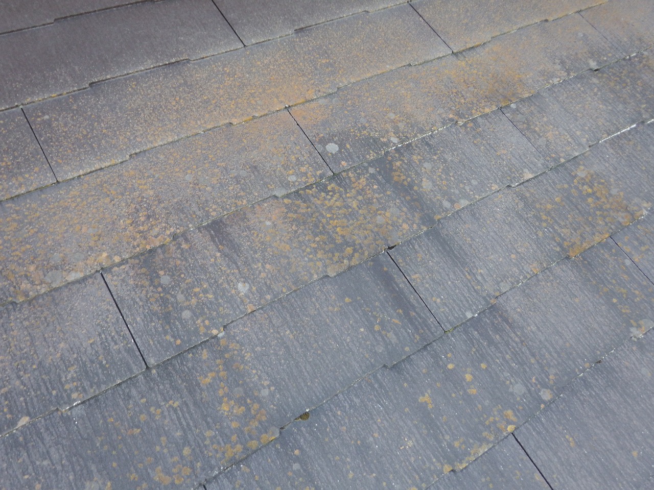 生駒市のスレート屋根、劣化したコロニアルNEO