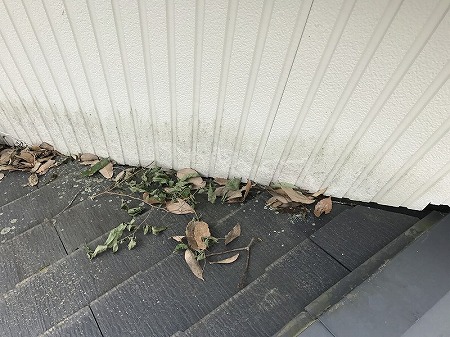 谷部付近の落ち葉堆積