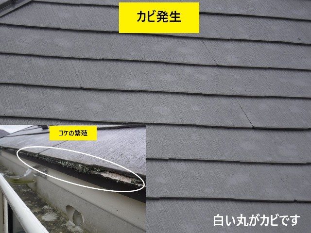 カビ、苔の発生