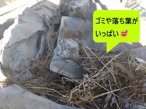 ゴミや落ち葉がいっぱいありました