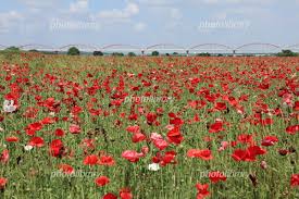 雨漏り修理　瓦屋根の方必見！