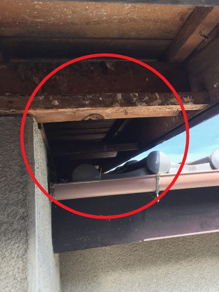 鳥の巣を取り除いた軒天