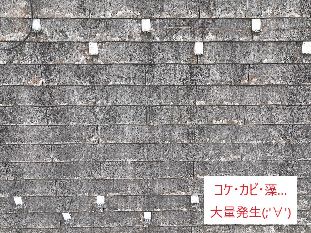 屋根の無料点検・調査・お見積りを行いました