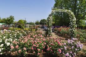 伊奈町はバラの町