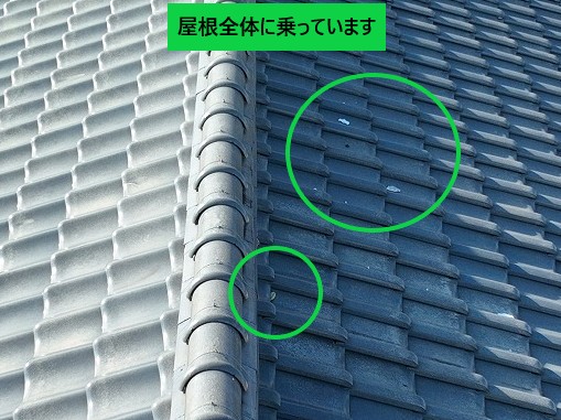 屋根全体に白いものがある