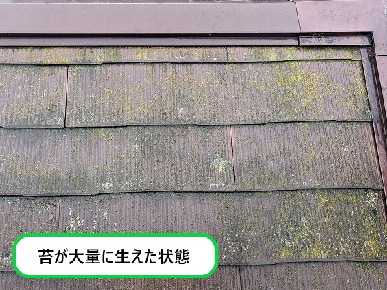 苔が大量に生えた状態