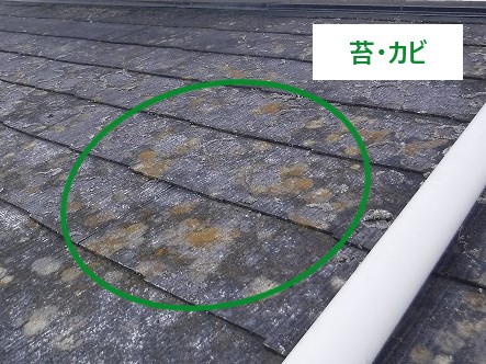 苔・カビ