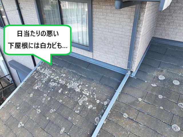 下屋根には白カビも発生