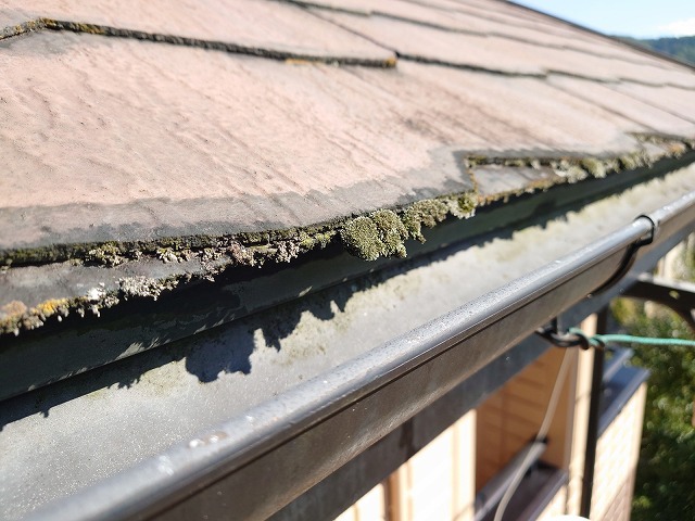スレート屋根の軒先の苔