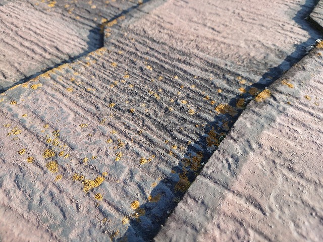 スレート表面についた藻