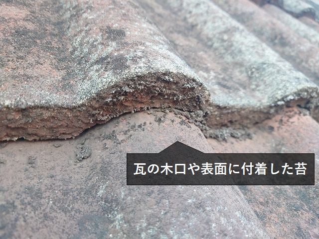 モニエル瓦の苔