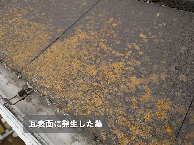 スレート屋根に付着した藻