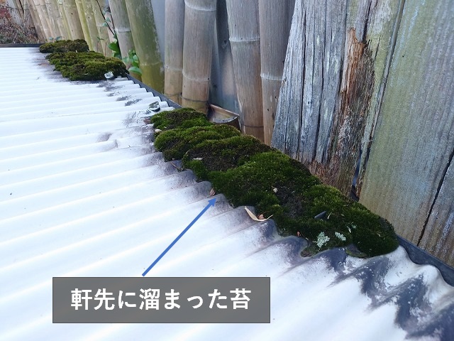 波板に溜まった苔