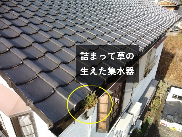詰まって草の生えた雨樋
