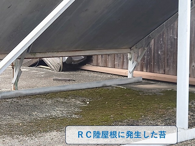 RC陸屋根に発生した苔