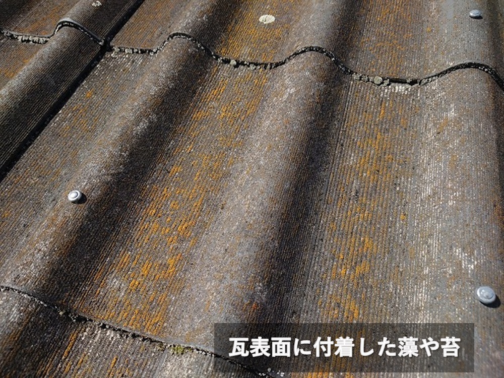 屋根に付着した藻