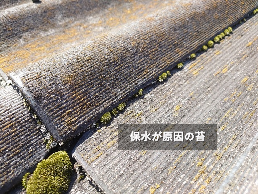 屋根に付着した苔