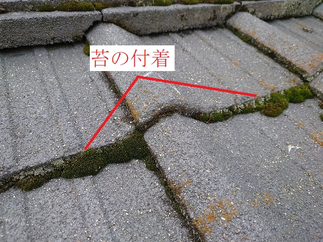 瓦の木口に付いた苔