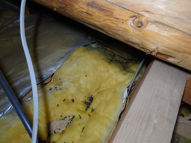 天井断熱の上に動物の糞尿