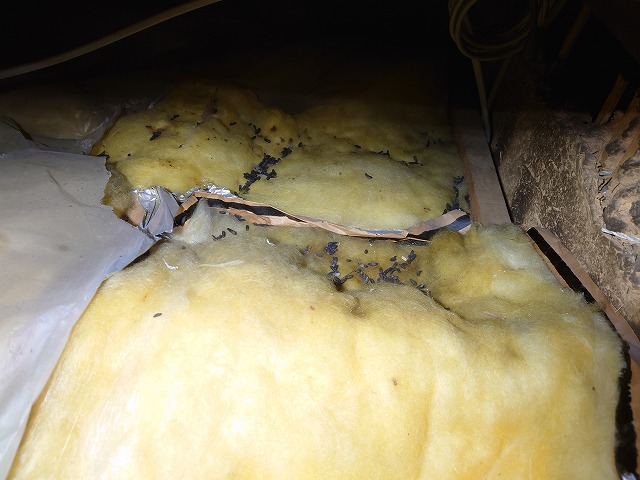 天井断熱の上に動物の糞尿