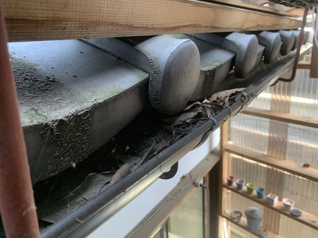 雨樋に溜まった落ち葉
