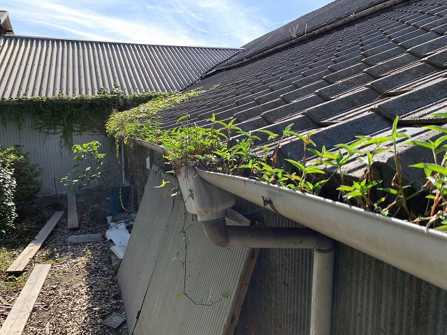 土が詰まり草が生えている軒樋