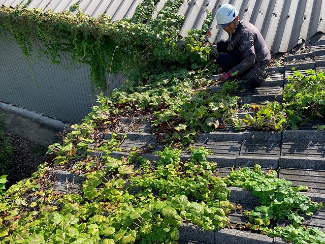 屋根に絡みついた蔦の除去