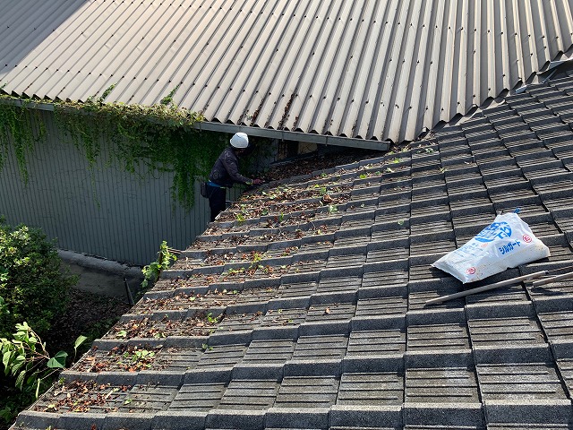 軒樋に絡みついた蔦