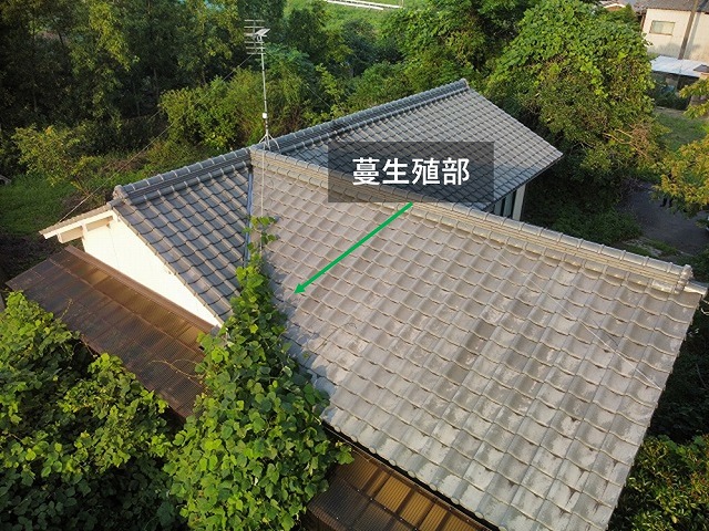 屋根を侵食する蔓性植物