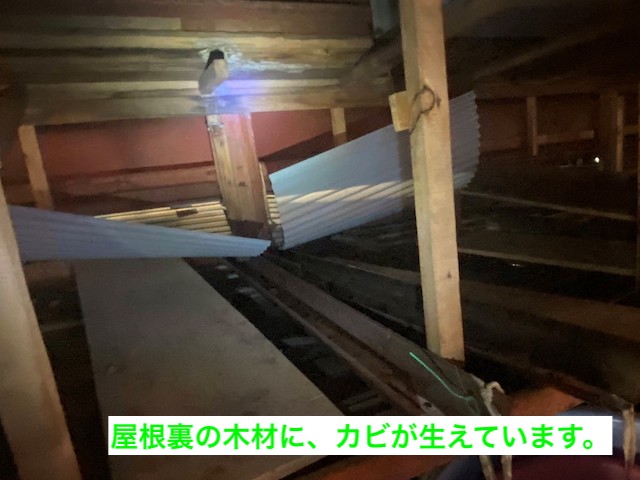屋根裏の木材にカビが生えている