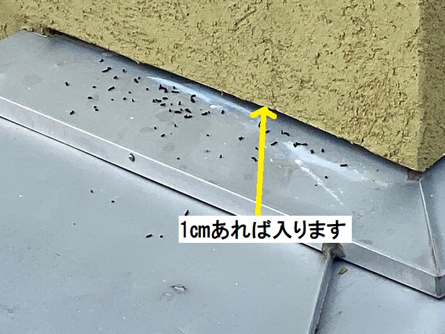 蝙蝠が入ったと思われる、わずかな隙間