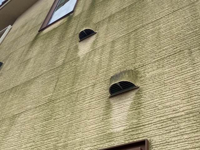 ベージュ色の吹付け外壁に緑ゴケが生えた現場