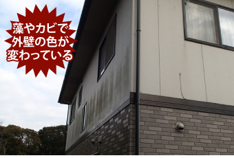 カビによる外壁の変色
