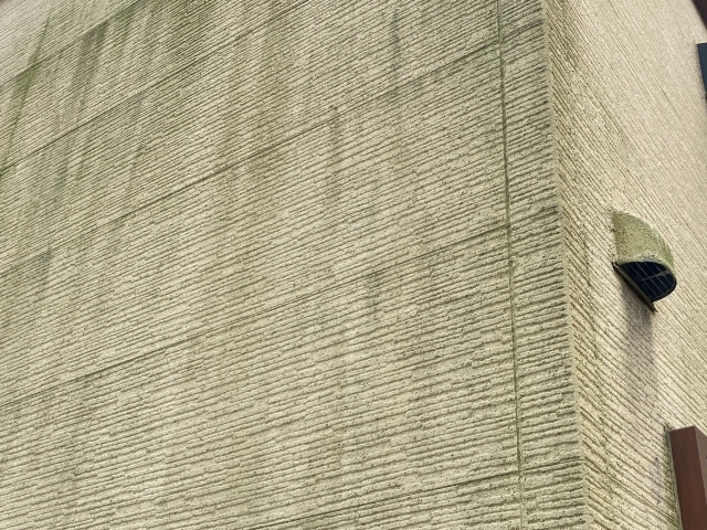 北面の外壁一面に生えた緑ゴケ