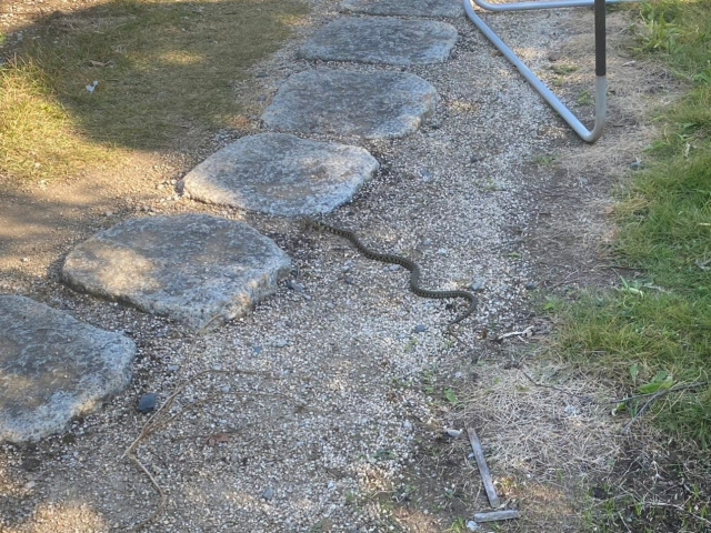 蛇と遭遇（笑）