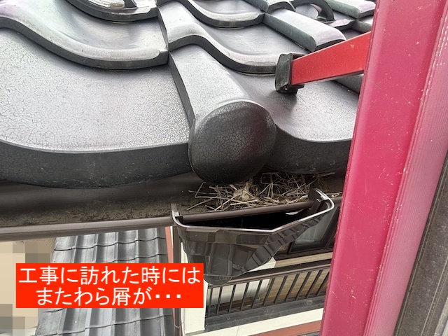 再び藁ゴミに覆われた集水器