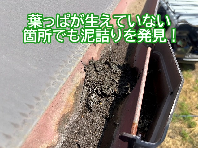 葉っぱが生えていない箇所でも雨樋の泥詰まりを発見