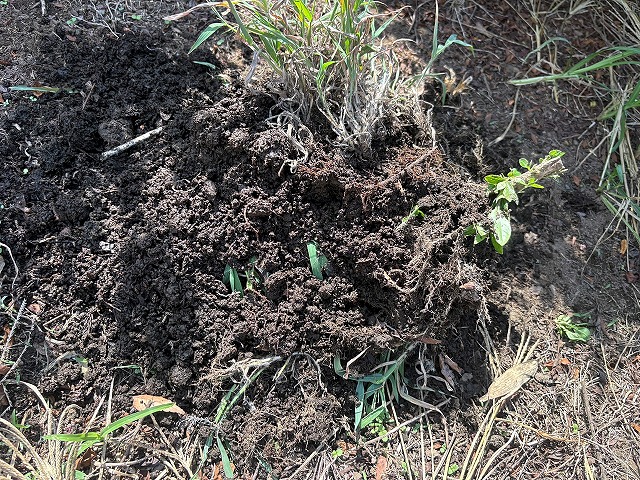 雨樋を詰まらせていた大量の雑草や泥土