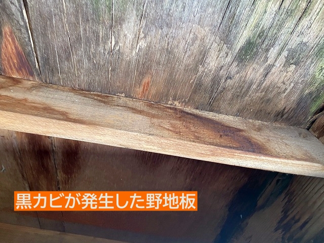 破損した軒天の野地板には黒カビ発生