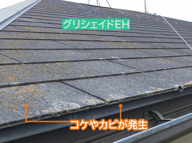 グリシェイドEHにコケやカビが発生