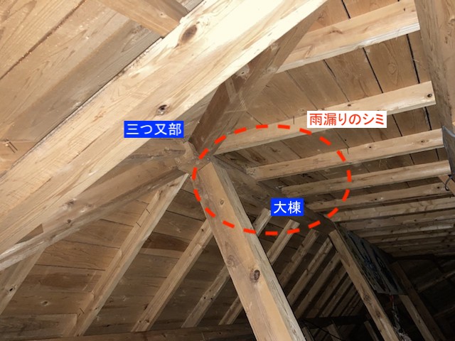 屋根裏調査で三つ又棟部からの雨漏りを確認