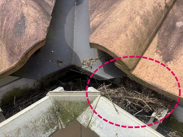 谷板金の排水部に溜まっている鳥の巣