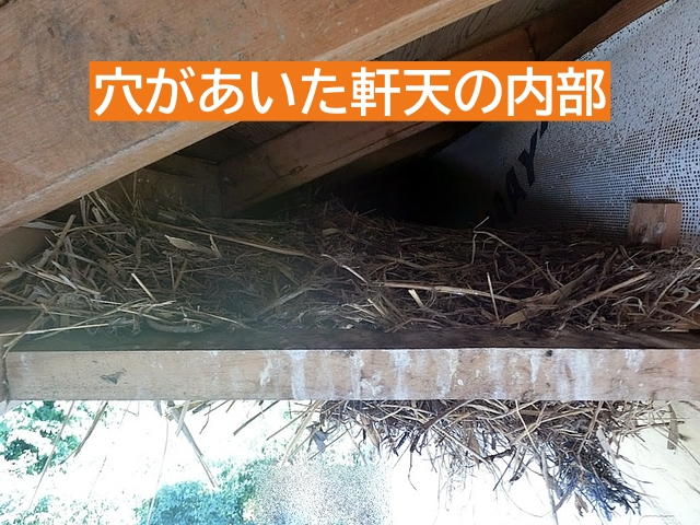 高所カメラで穴があいた軒天の内部を確認したところ鳥の営巣跡を発見
